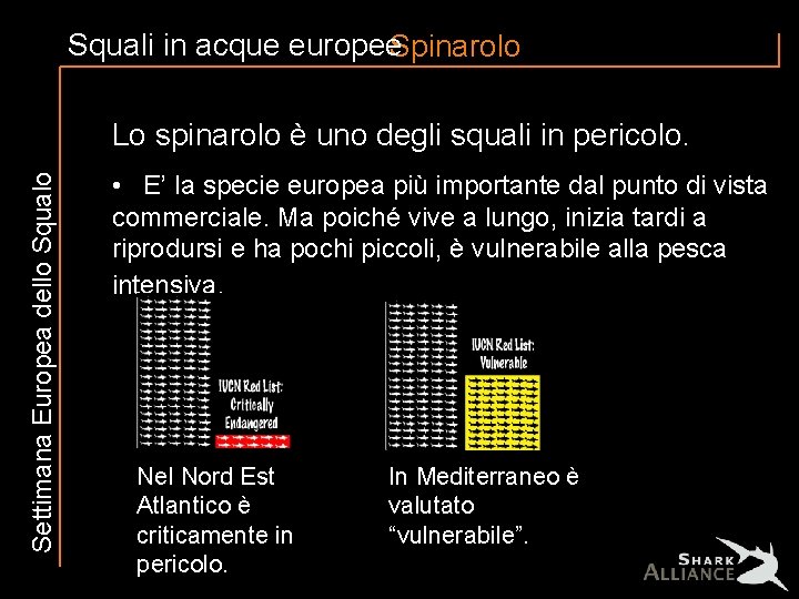 Squali in acque europee. Spinarolo Settimana Europea dello Squalo Lo spinarolo è uno degli