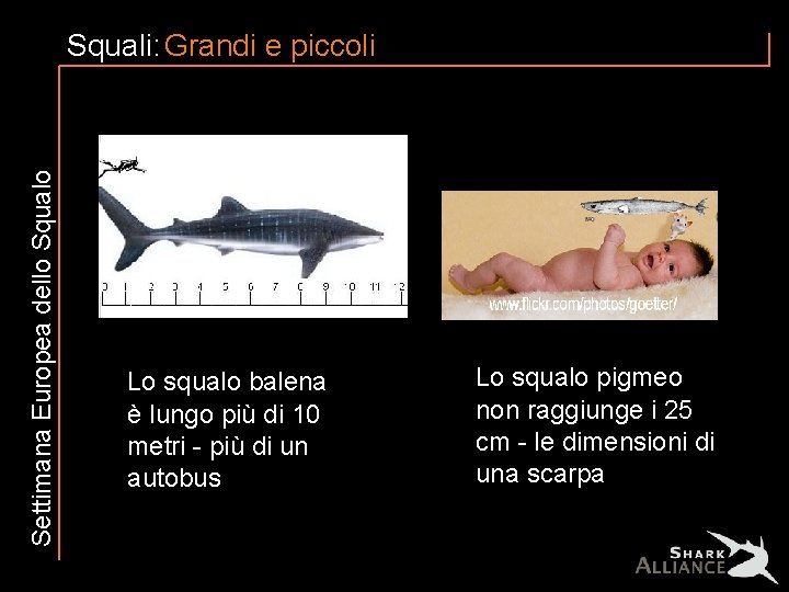 Settimana Europea dello Squali: Grandi e piccoli Lo squalo balena è lungo più di