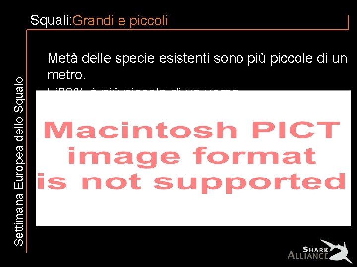 Settimana Europea dello Squali: Grandi e piccoli Metà delle specie esistenti sono più piccole