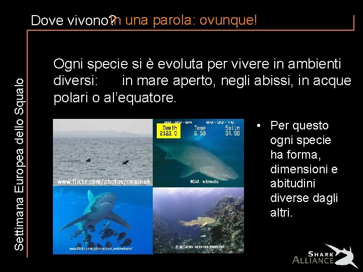 Settimana Europea dello Squalo Dove vivono? In una parola: ovunque! Ogni specie si è