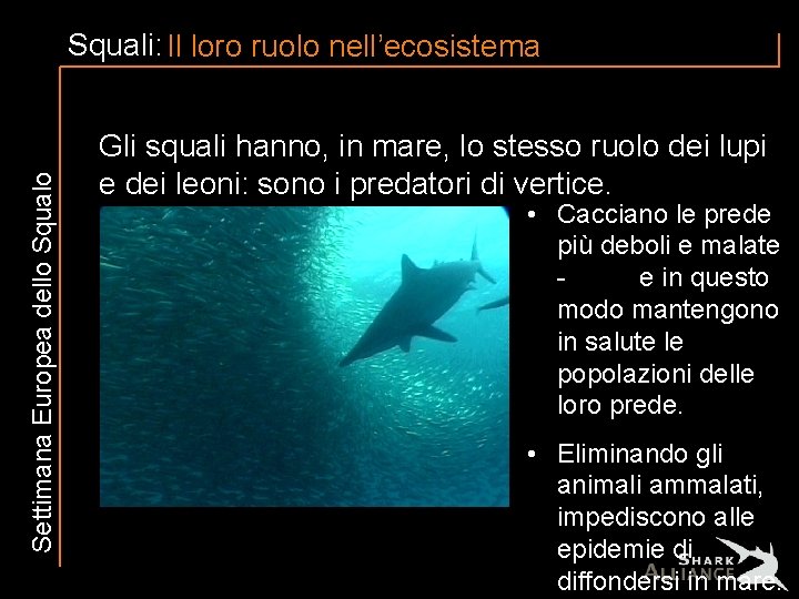 Settimana Europea dello Squali: Il loro ruolo nell’ecosistema Gli squali hanno, in mare, lo