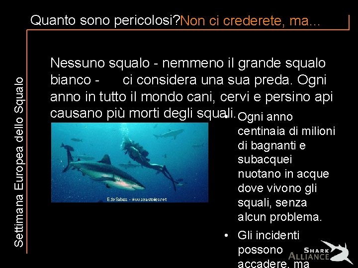 Settimana Europea dello Squalo Quanto sono pericolosi? Non ci crederete, ma… Nessuno squalo -