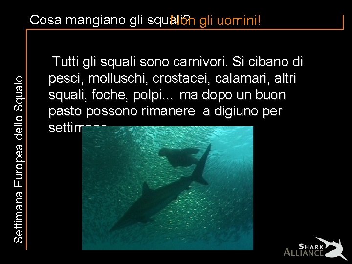 Settimana Europea dello Squalo Cosa mangiano gli squali? Non gli uomini! Tutti gli squali