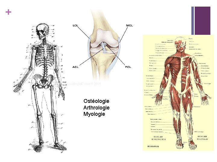 + Ostéologie Arthrologie Myologie 