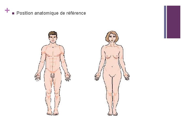 + n Position anatomique de référence 