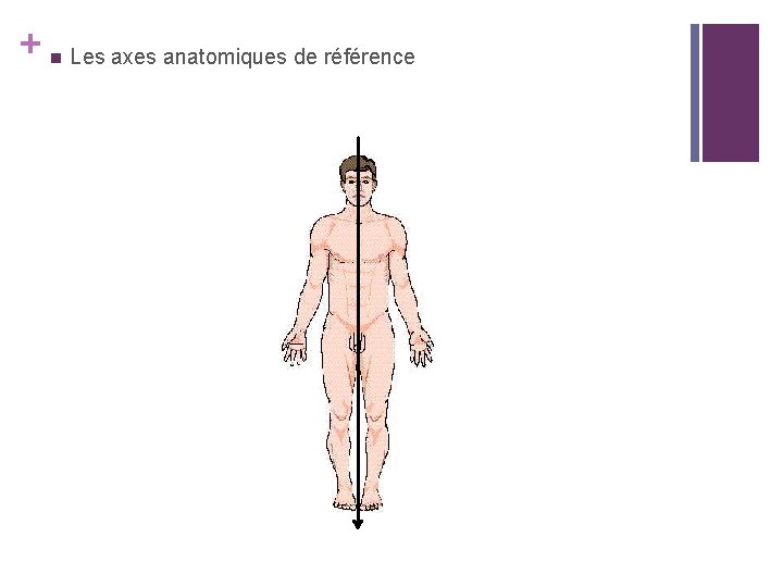 + n Les axes anatomiques de référence 