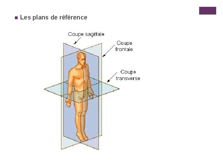 n Les plans de référence 