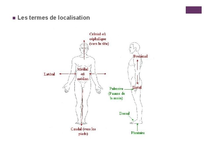 n Les termes de localisation 