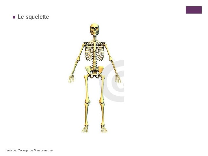 n Le squelette source: Collège de Maisonneuve 