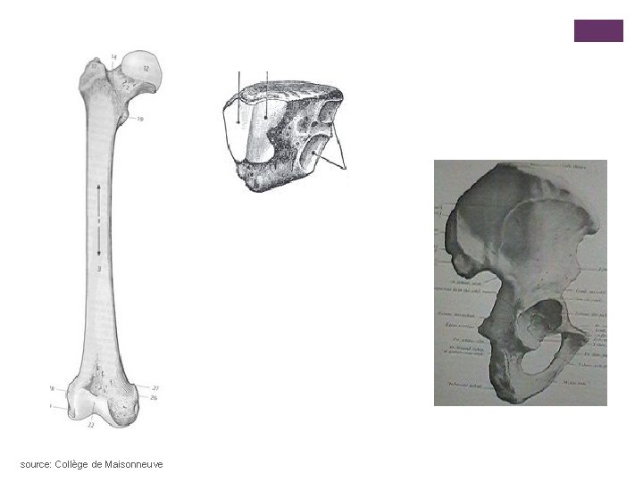 source: Collège de Maisonneuve 