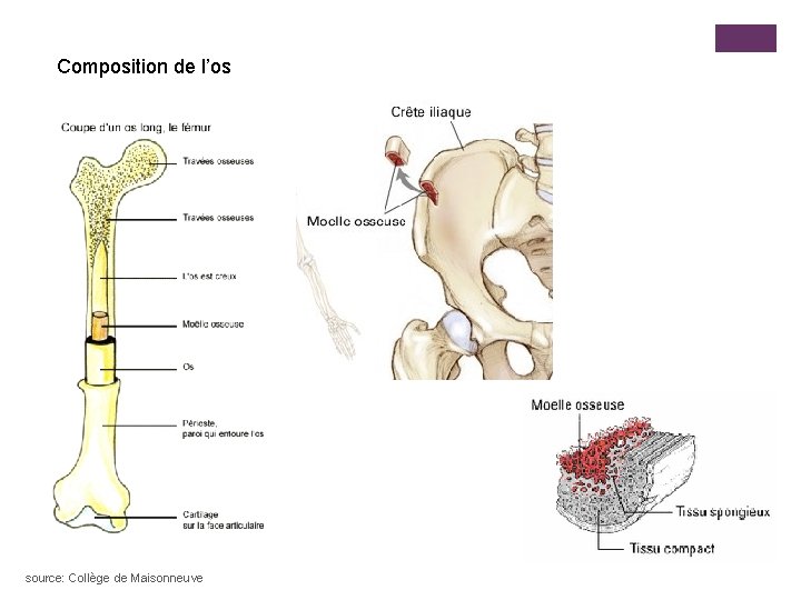 Composition de l’os source: Collège de Maisonneuve 