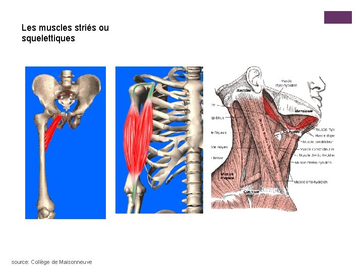 Les muscles striés ou squelettiques source: Collège de Maisonneuve 