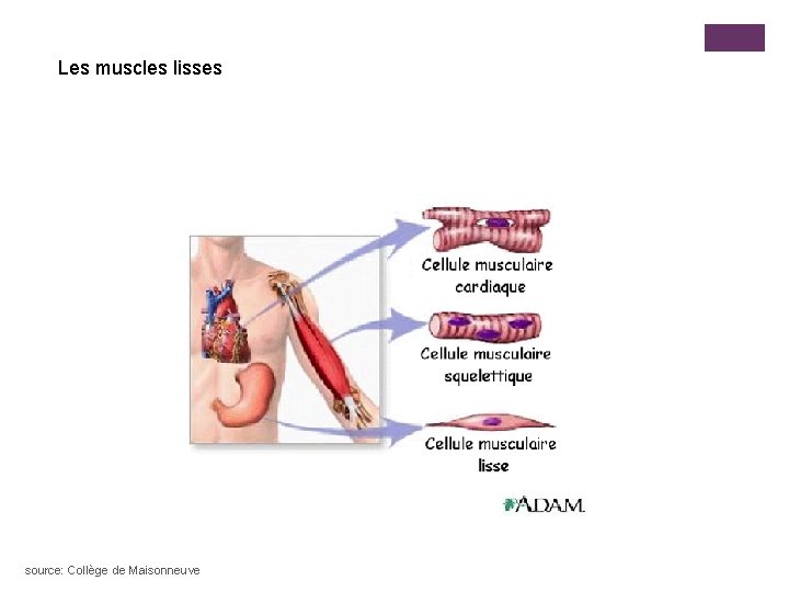 Les muscles lisses source: Collège de Maisonneuve 