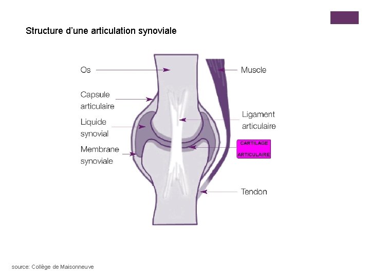 Structure d’une articulation synoviale source: Collège de Maisonneuve 