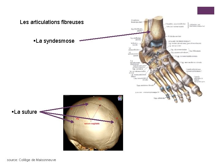 Les articulations fibreuses §La syndesmose §La suture source: Collège de Maisonneuve 