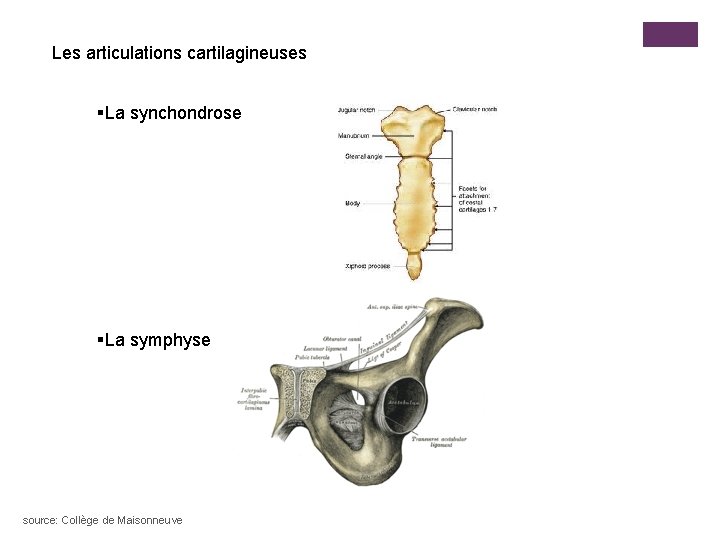 Les articulations cartilagineuses §La synchondrose §La symphyse source: Collège de Maisonneuve 