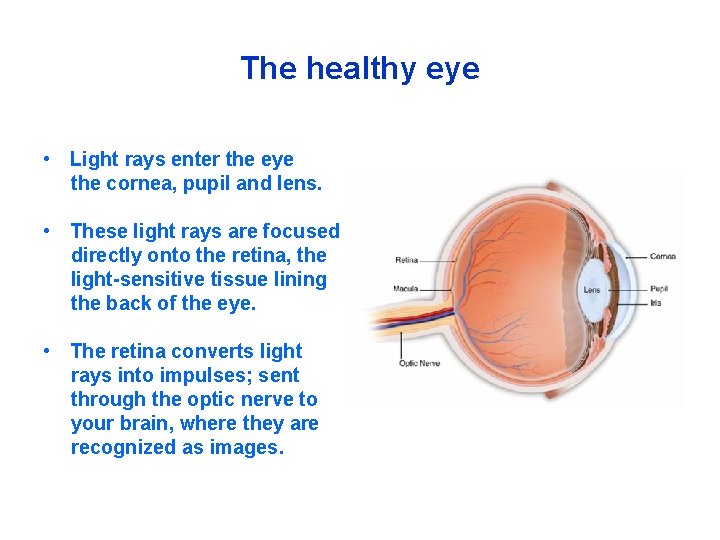 The healthy eye • Light rays enter the eye the cornea, pupil and lens.