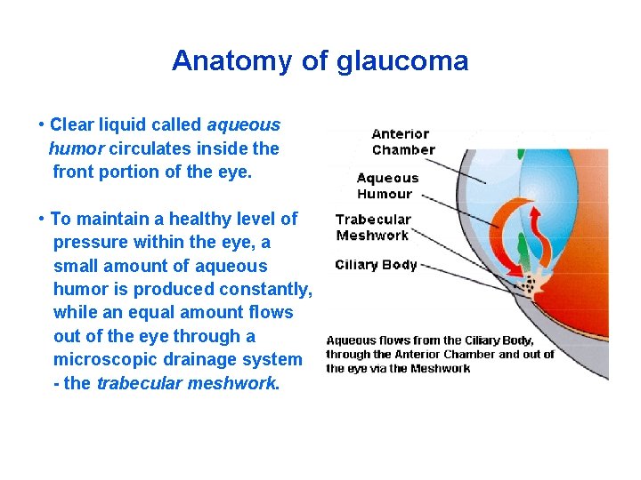 Anatomy of glaucoma • Clear liquid called aqueous humor circulates inside the front portion