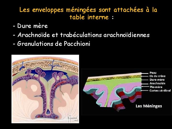 Les enveloppes méningées sont attachées à la table interne : - Dure mère -