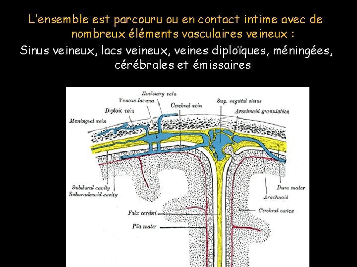 L’ensemble est parcouru ou en contact intime avec de nombreux éléments vasculaires veineux :