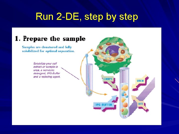 Run 2 -DE, step by step Run 2 -DE, step by step