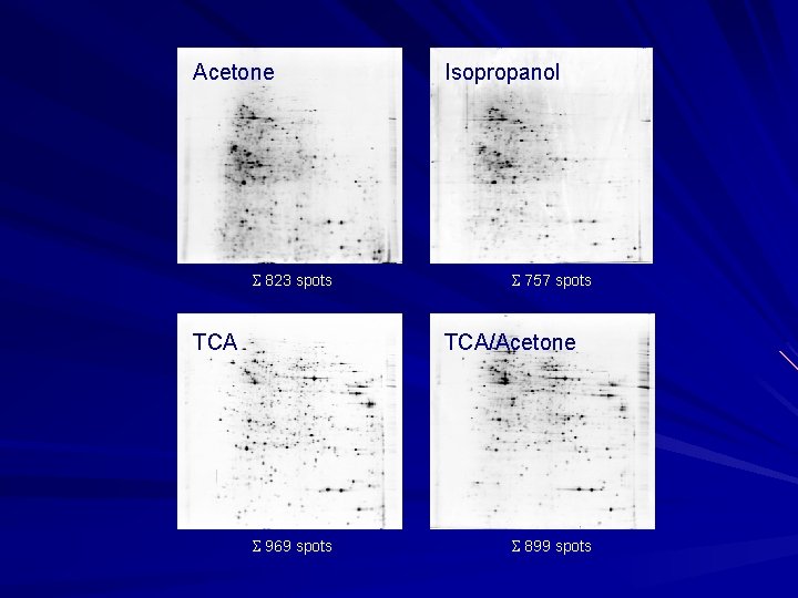 Acetone A 823 spots Isopropanol B 757 spots D TCA/Acetone C TCA 969 spots Acetone A 823 spots Isopropanol B 757 spots D TCA/Acetone C TCA 969 spots