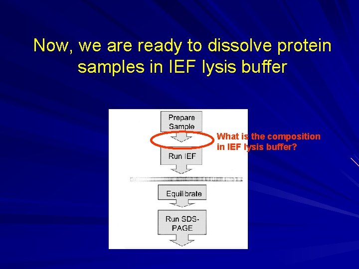 Now, we are ready to dissolve protein samples in IEF lysis buffer What is Now, we are ready to dissolve protein samples in IEF lysis buffer What is