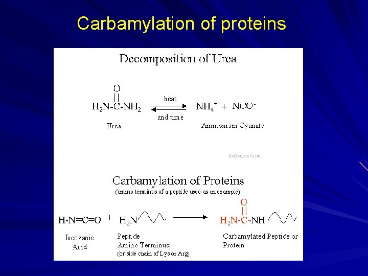 Carbamylation of proteins Carbamylation of proteins