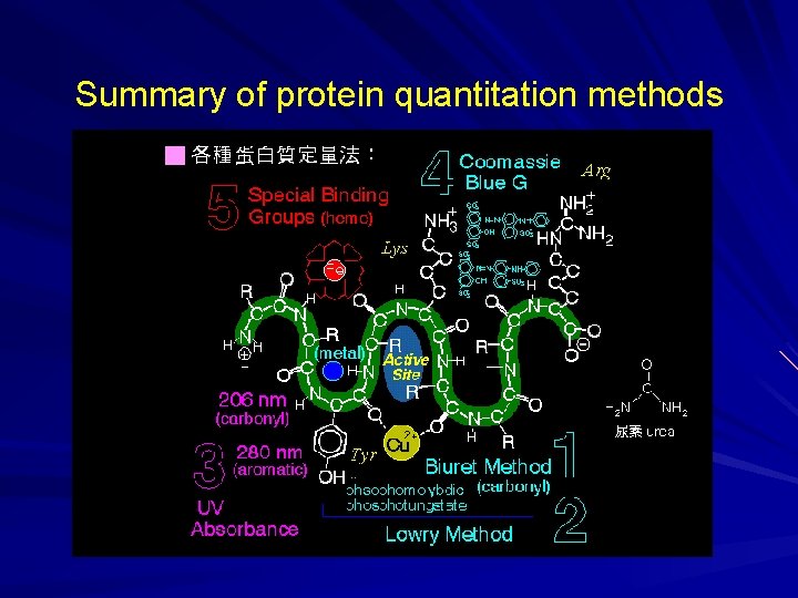 Summary of protein quantitation methods Summary of protein quantitation methods