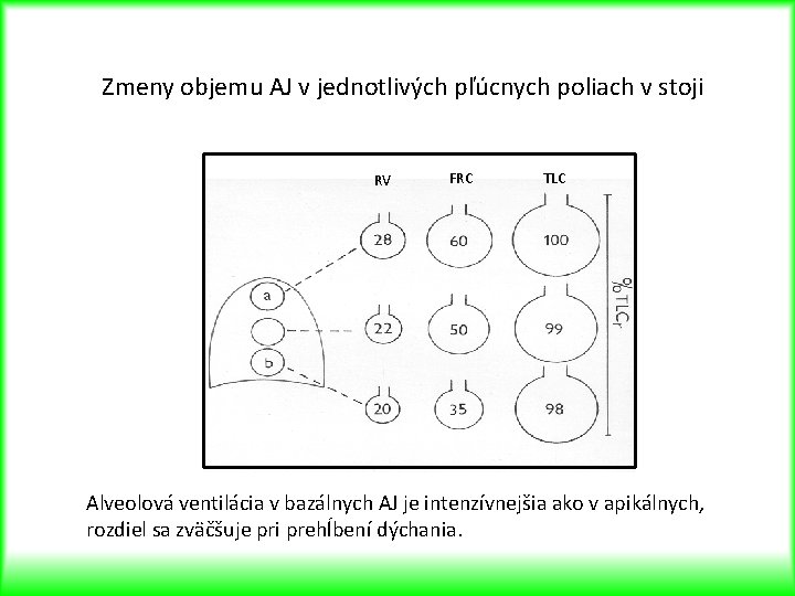 Zmeny objemu AJ v jednotlivých pľúcnych poliach v stoji RV FRC TLC Alveolová ventilácia Zmeny objemu AJ v jednotlivých pľúcnych poliach v stoji RV FRC TLC Alveolová ventilácia