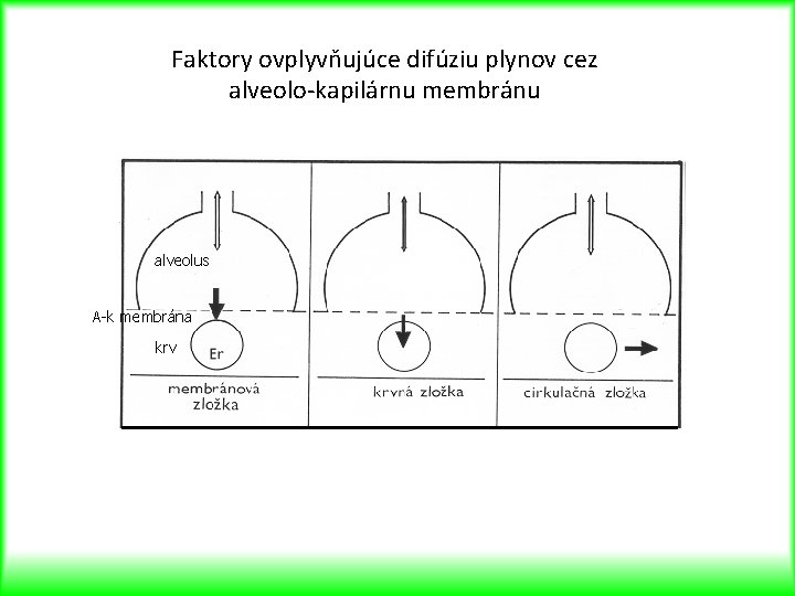 Faktory ovplyvňujúce difúziu plynov cez alveolo-kapilárnu membránu alveolus A-k membrána krv 