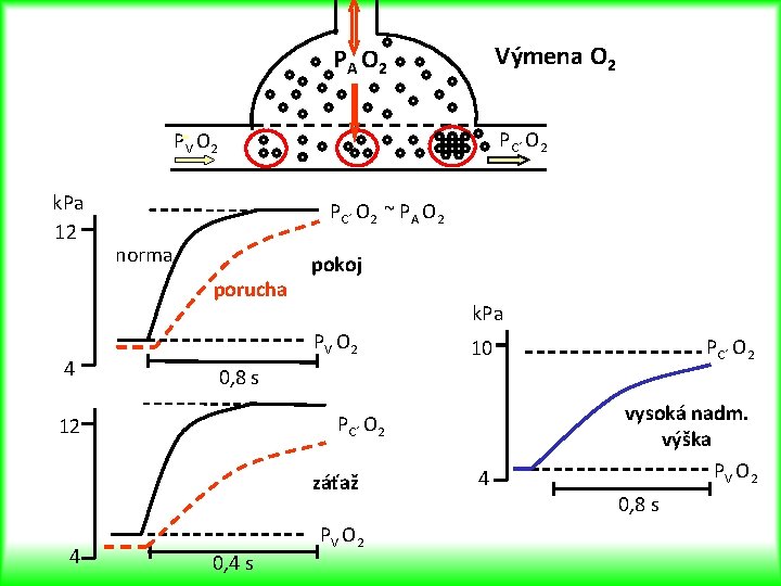 Výmena O 2 PA O 2 PC´ O 2 P V O 2 k.