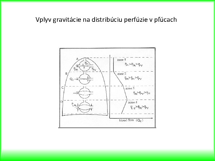 Vplyv gravitácie na distribúciu perfúzie v pľúcach 