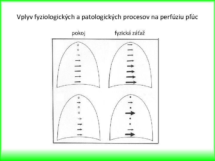 Vplyv fyziologických a patologických procesov na perfúziu pľúc pokoj fyzická záťaž 