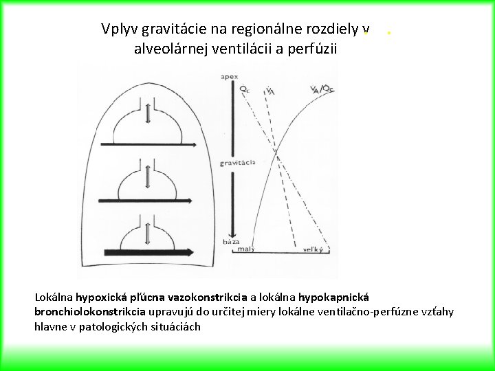 Vplyv gravitácie na regionálne rozdiely v alveolárnej ventilácii a perfúzii Lokálna hypoxická pľúcna vazokonstrikcia