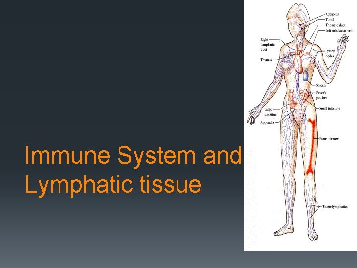 Immune System and Lymphatic tissue 