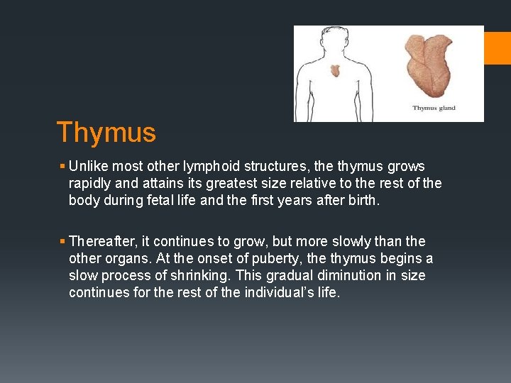 Thymus § Unlike most other lymphoid structures, the thymus grows rapidly and attains its