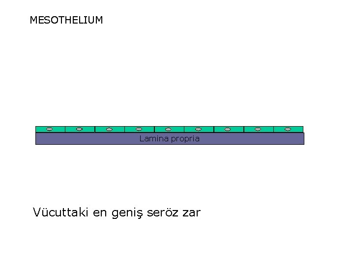 MESOTHELIUM Lamina propria Vücuttaki en geniş seröz zar 