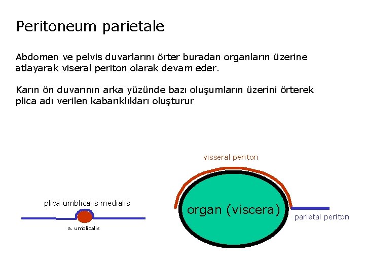 Peritoneum parietale Abdomen ve pelvis duvarlarını örter buradan organların üzerine atlayarak viseral periton olarak