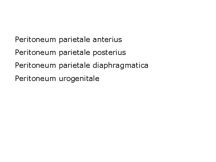 Peritoneum parietale anterius Peritoneum parietale posterius Peritoneum parietale diaphragmatica Peritoneum urogenitale 