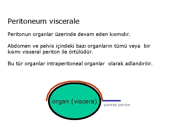 Peritoneum viscerale Peritonun organlar üzerinde devam eden kısmıdır. Abdomen ve pelvis içindeki bazı organların