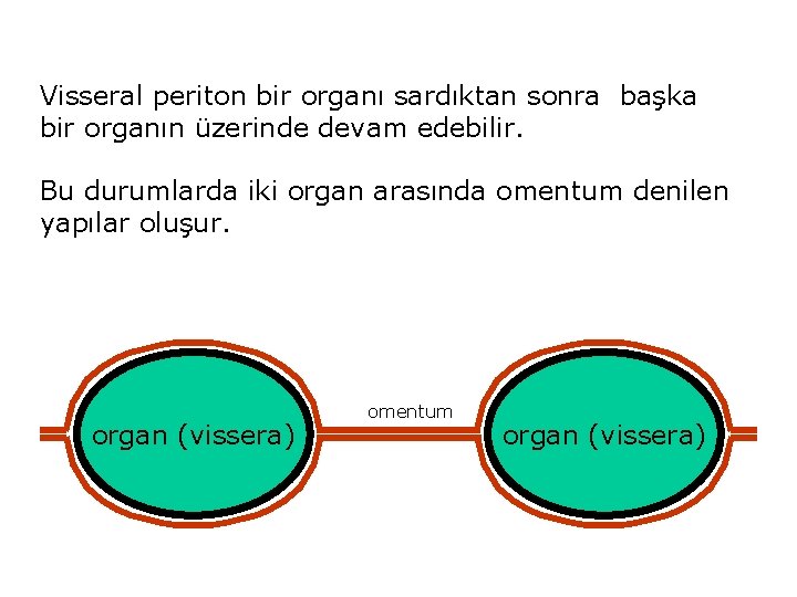 Visseral periton bir organı sardıktan sonra başka bir organın üzerinde devam edebilir. Bu durumlarda