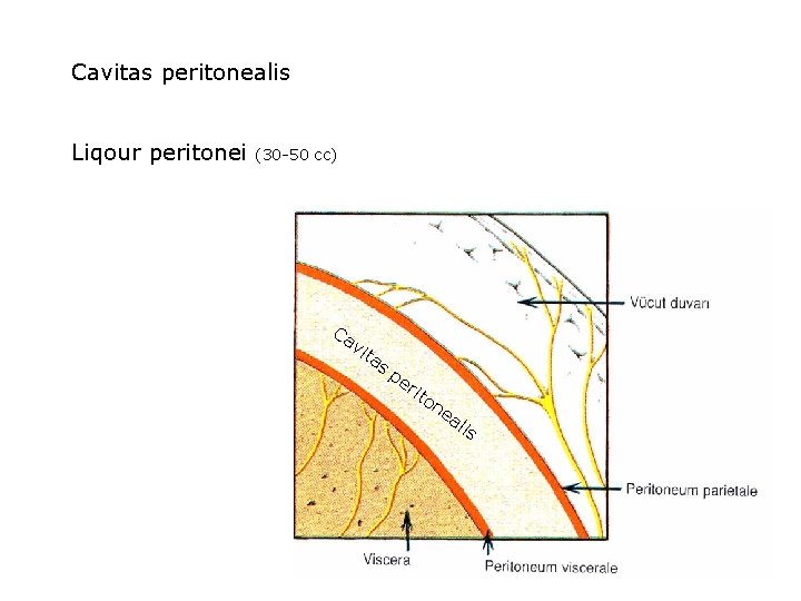 Cavitas peritonealis Liqour peritonei (30 -50 cc) Ca vi ta s pe rit on