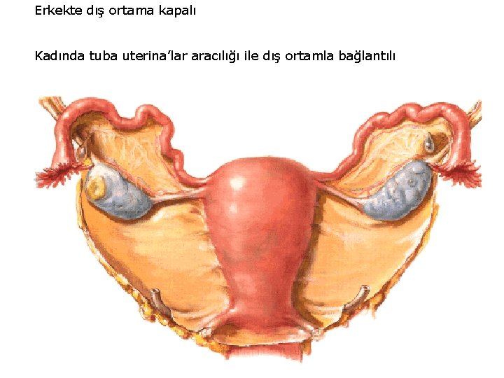 Erkekte dış ortama kapalı Kadında tuba uterina’lar aracılığı ile dış ortamla bağlantılı 