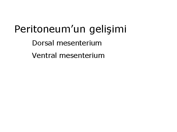 Peritoneum’un gelişimi Dorsal mesenterium Ventral mesenterium 