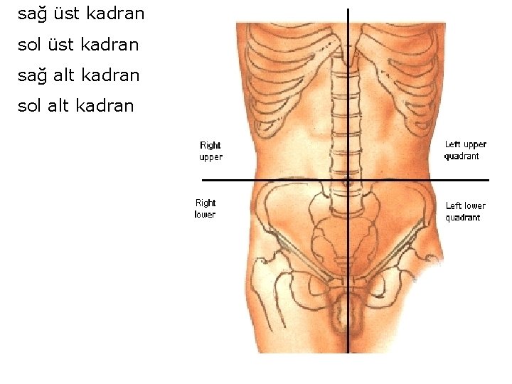 sağ üst kadran sol üst kadran sağ alt kadran sol alt kadran 