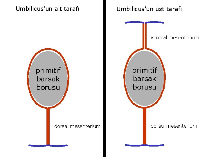 Umbilicus’un alt tarafı Umbilicus’un üst tarafı ventral mesenterium primitif barsak borusu dorsal mesenterium 