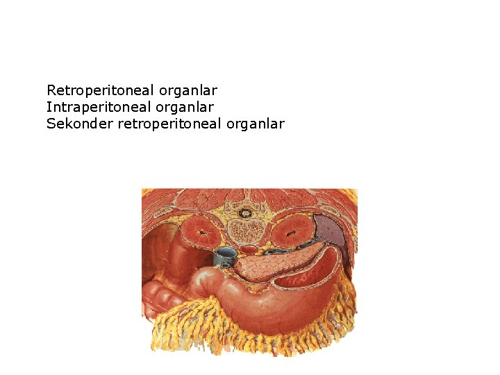 Retroperitoneal organlar Intraperitoneal organlar Sekonder retroperitoneal organlar 