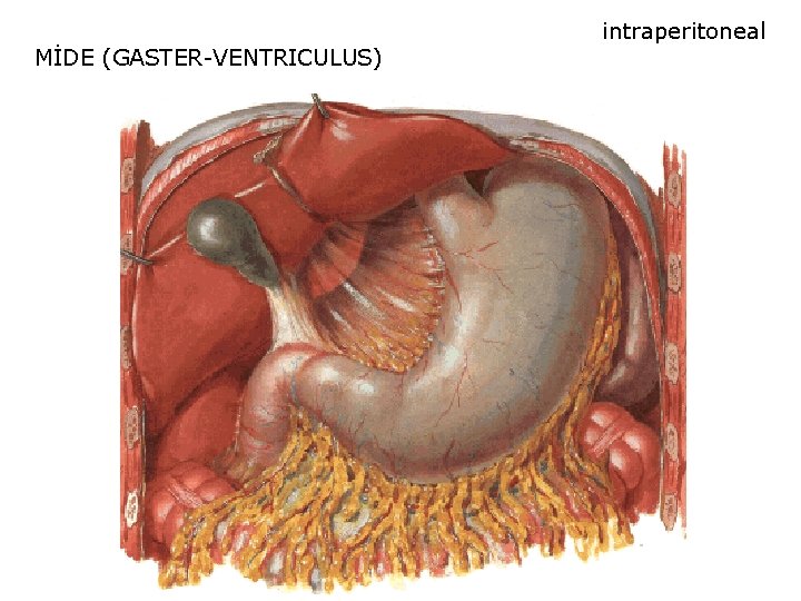 MİDE (GASTER-VENTRICULUS) intraperitoneal MİDE (GASTER-VENTRICULUS) intraperitoneal