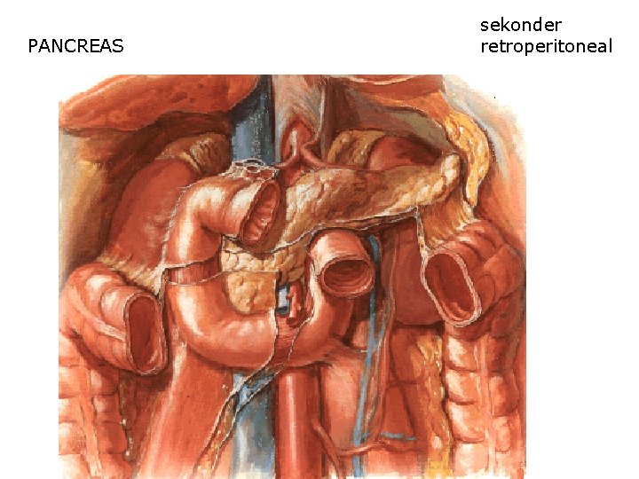 PANCREAS sekonder retroperitoneal 